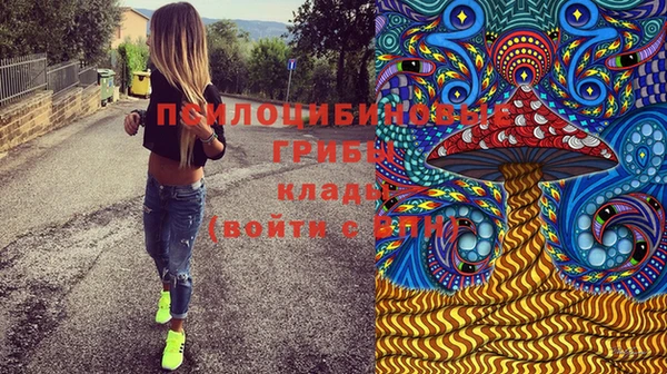 прущие грибы Абинск